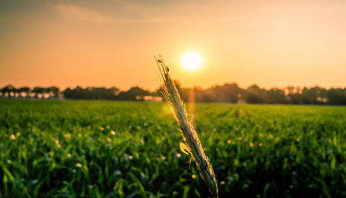 131家企業(yè)入選2021年度佛山市市級農(nóng)業(yè)龍頭企業(yè)