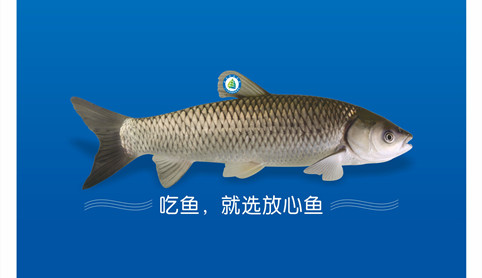 鯇魚皇養成記