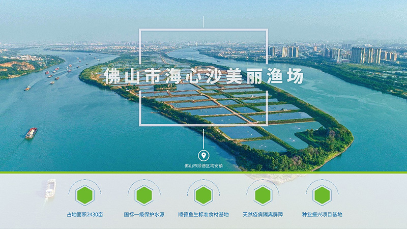 行情低迷，草魚越養(yǎng)越?jīng)]信心？他們竟然養(yǎng)出可以生吃的淡水魚，讓其身價(jià)倍增